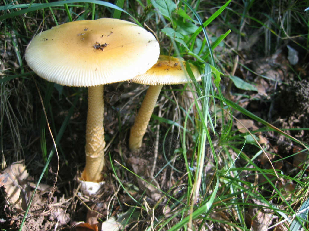 Amanita crocea, la Regina del Bosco